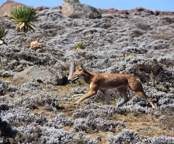 When to visit the Bale Mountains