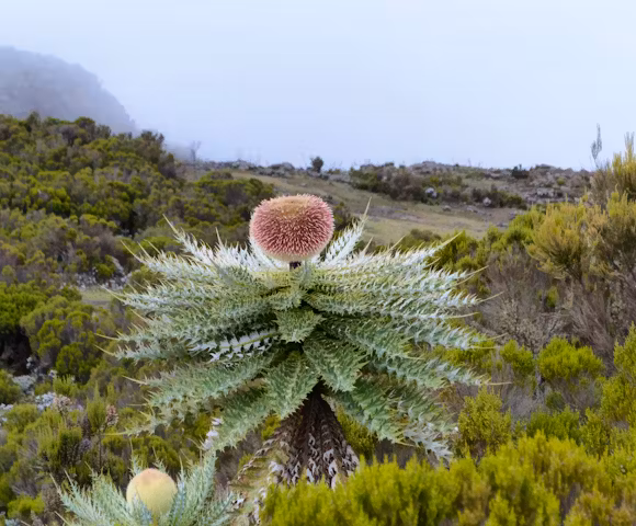When to visit the Bale Mountains