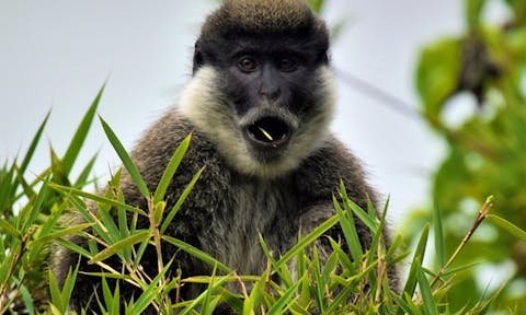 Bale Mountains Wildlife