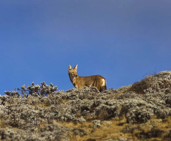 Wildlife in the Simien Mountains National Park