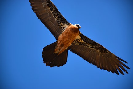 Bird over lake tana in Bahir Dar Ethiopia