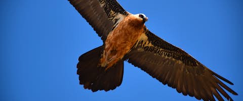 Birds of the Rift Valley and Southern Highlands