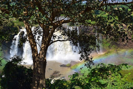 Blue Nile Falls in Bahir Dar behind a tree