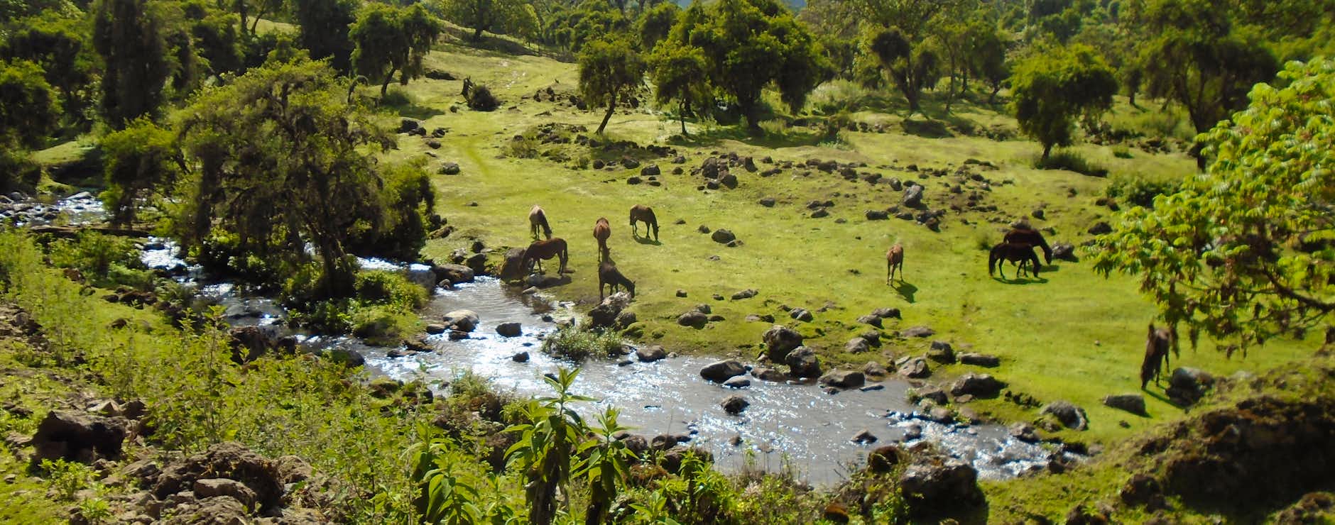 Marc, Brilliant Ethiopia. 