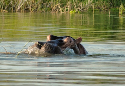 Ethiopia Wildlife Tours