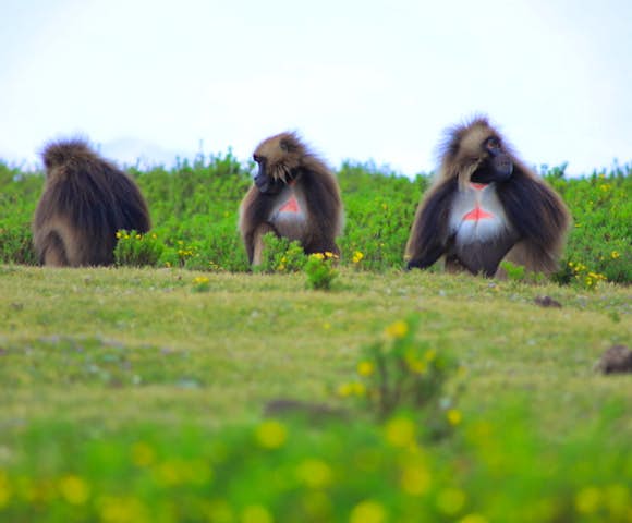 Hudad Lodge Lalibela