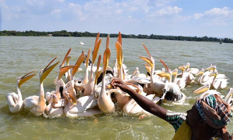 Pelicans on Lake Tana in Ethiopia