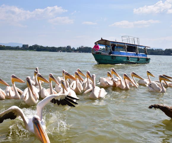 Pelicans on Lake Tana in Ethiopia