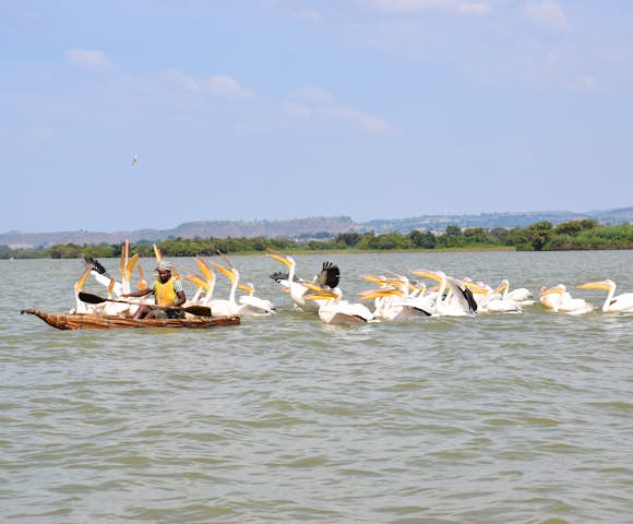 Pelicans on Lake Tana in Ethiopia
