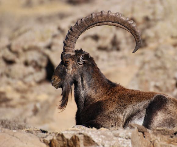 Walia Ibex in the Simien Mountains