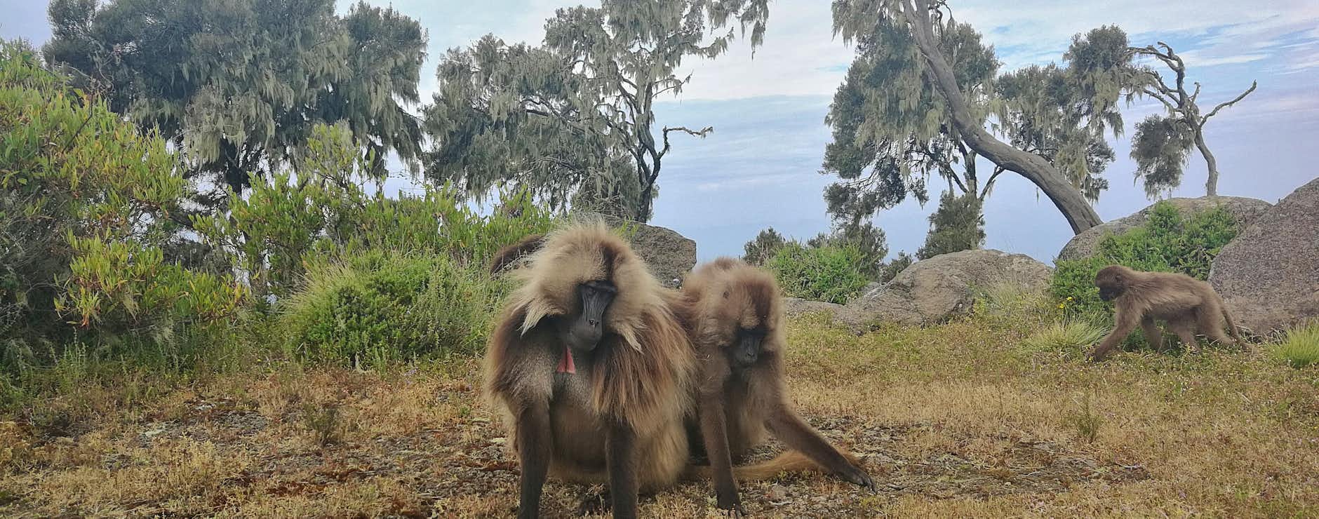 Marc, Brilliant Ethiopia. 