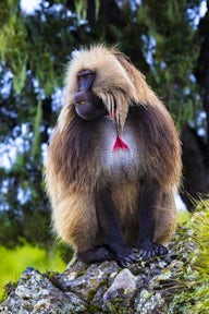 Gelada Monkey in the Simien Mountains