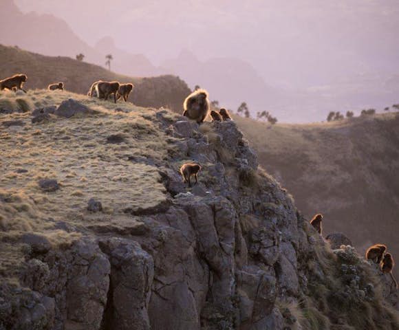 Gelada Monkeys on cliff edge in the Simien Mountains
