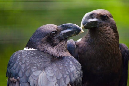 Close up of two birds in the Simien Mountains