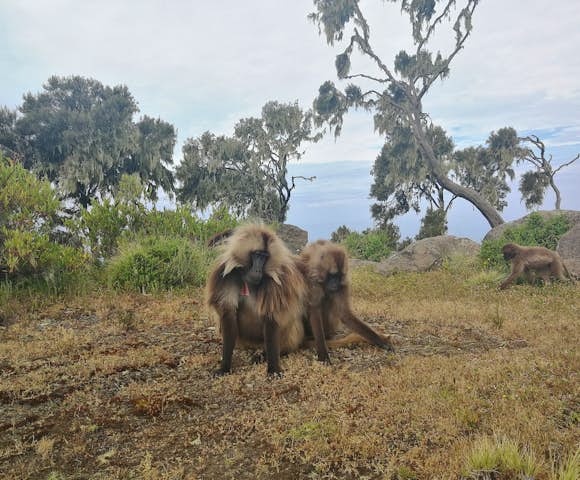 Three Gelada Monkeys in the Simien Mountains