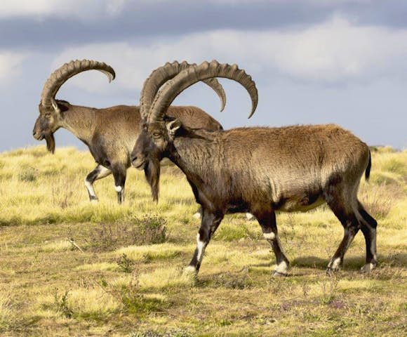 Close up of two Walia Ibex in the Simien Mountains