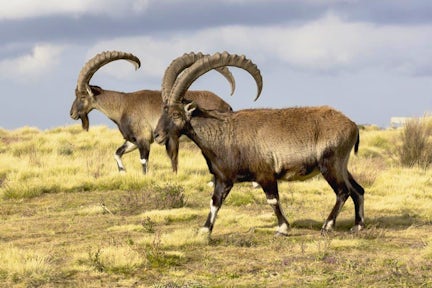 Close up of two Walia Ibex in the Simien Mountains