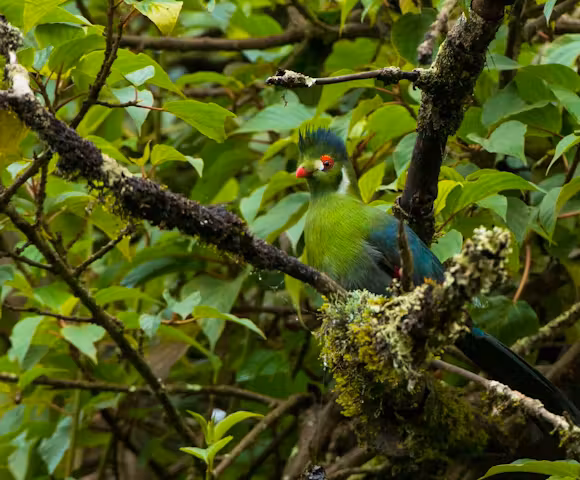 When to visit the Bale Mountains