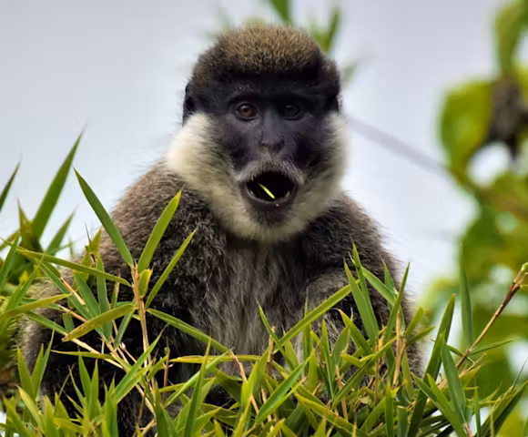 When to visit the Bale Mountains